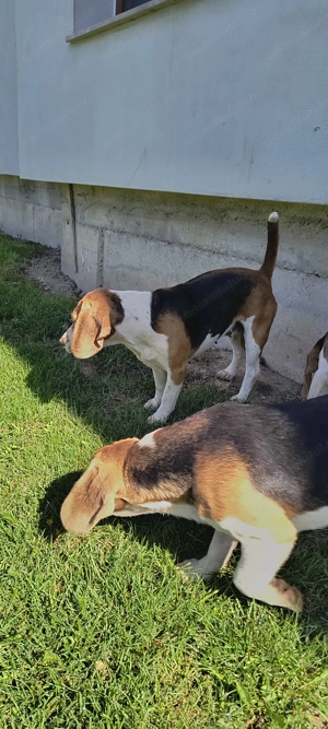 Beagle baiat si fata - imagine 4