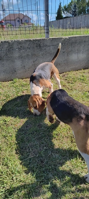 Beagle baiat si fata - imagine 2