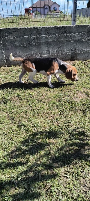 Beagle baiat si fata - imagine 3