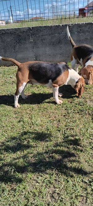 Beagle baiat si fata - imagine 5