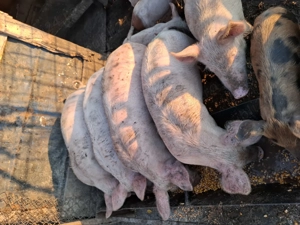 Șuldani de 30- 40 kg de vanzare 