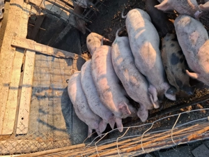 Șuldani de 30- 40 kg de vanzare  - imagine 2