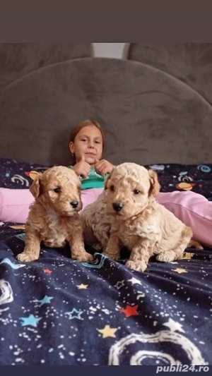 Fetita si baietel maltipoo  - imagine 2