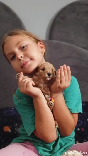 Fetita si baietel pudel caniche toy