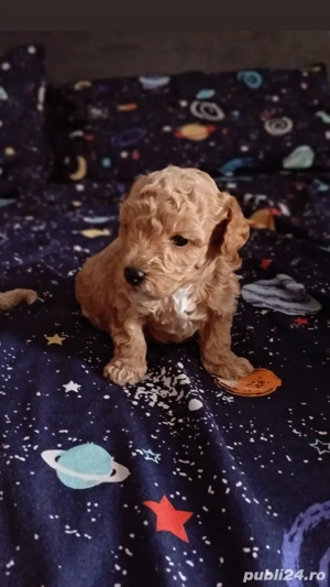 Fetita si baietel maltipoo 