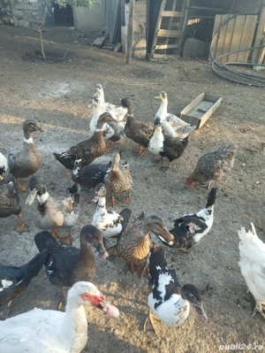 Am de vinzare rate, giste, curci, pichiri - imagine 5