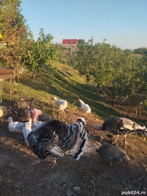 De vinzare - imagine 2