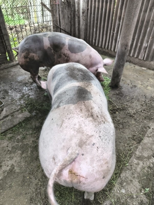 Vând porci de 200 kg