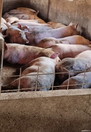 porci de carne pentru craciun !