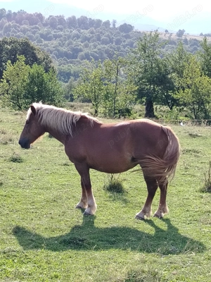 De vânzare! Mai multe detalii la nr de telefon:  - imagine 2