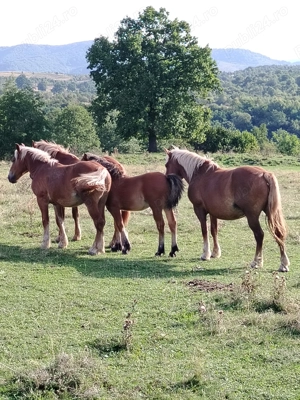 De vânzare! Mai multe detalii la nr de telefon: 