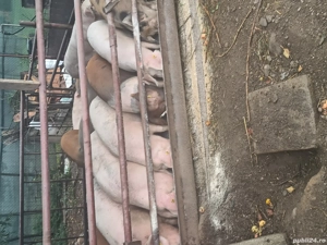    mari si purcei  - imagine 2