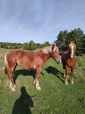 De vânzare! Mai multe detalii la nr de telefon:  - imagine 3