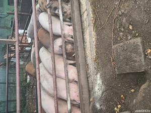    mari si purcei  - imagine 4