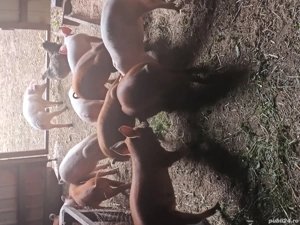    mari si purcei  - imagine 5