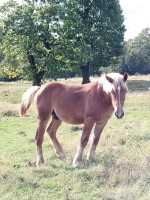 De vânzare! Mai multe detalii la nr de telefon:  - imagine 4