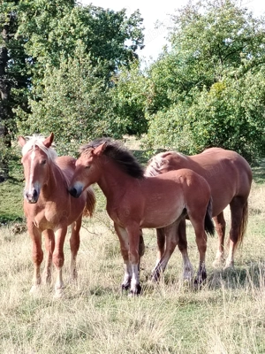 De vânzare! Mai multe detalii la nr de telefon:  - imagine 5