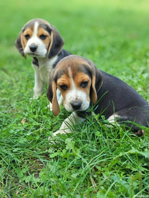 Pui de Beagle disponibili - imagine 3