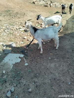 Un tapisor Anglonubian metis - imagine 2