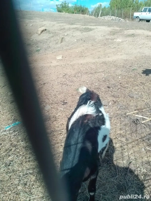 Un tapisor Anglonubian metis