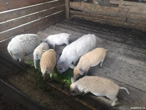 vând purceii mangalița original înțercați 