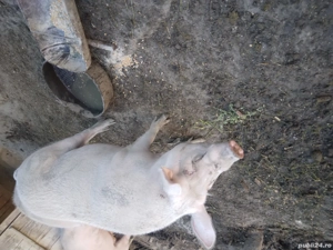 purcea de vanzare - imagine 2