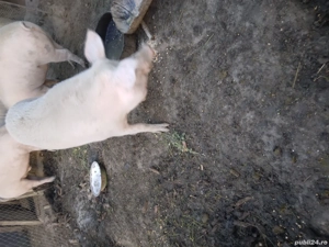 purcea de vanzare - imagine 3