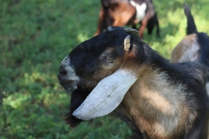 Tap anglo nubian cu pedigree 