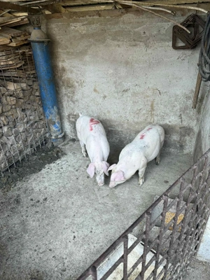 porci de rasa f mincaciosi - imagine 2