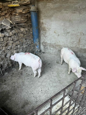 porci de rasa f mincaciosi - imagine 3