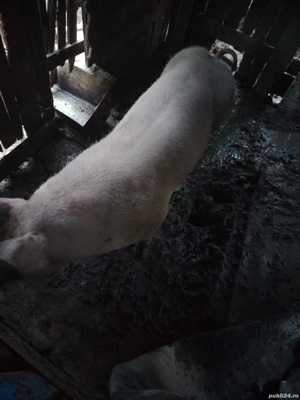 Vand porc vier aptoximativ 120 kg