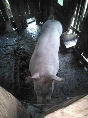 Vand porc vier aptoximativ 120 kg - imagine 2