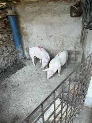 porci de rasa f mincaciosi - imagine 5