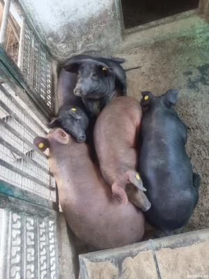 purcei de vanzare - imagine 4