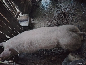 Vand porc vier aptoximativ 120 kg - imagine 4