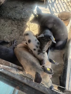 purcei de vanzare - imagine 5