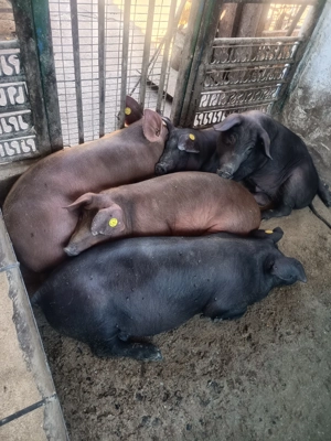 Purcei de vanzare - imagine 3