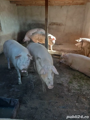 Porci de crăciun Landras   - imagine 2