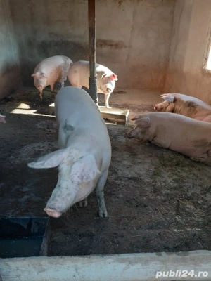 Porci de crăciun Landras   - imagine 3