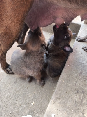 Ciobanesc belgian malinois  caută casa noua  - imagine 2