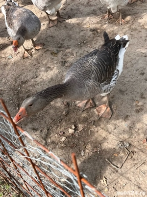 Gaste de vanzare - imagine 5 Gaste de vanzare - imagine 5