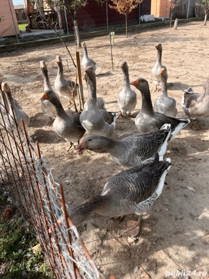 Gaste de vanzare - imagine 3 Gaste de vanzare - imagine 3