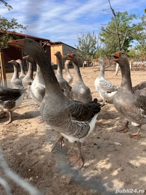 Gaste de vanzare - imagine 2 Gaste de vanzare - imagine 2