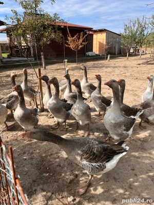 Gaste de vanzare - imagine 4 Gaste de vanzare - imagine 4