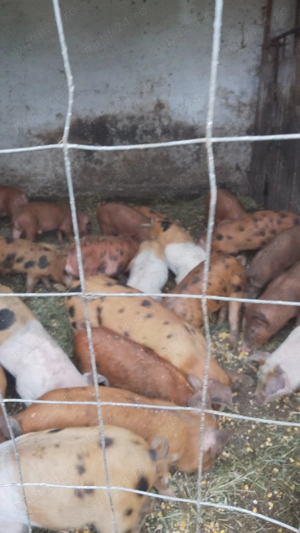 Purcei rasa duroc     . - imagine 2