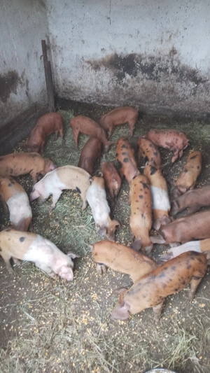 Purcei rasa duroc     .