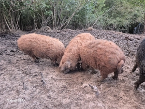 Vand porci de mangalita 