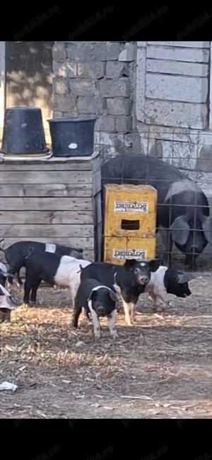 Purcei Bazna  porci mangalita