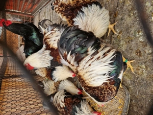 Cocoși wyandotte pitic  - imagine 2