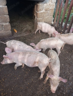 Purcei Marele Alb, 2 luni, sănătoși și bine îngrijiți